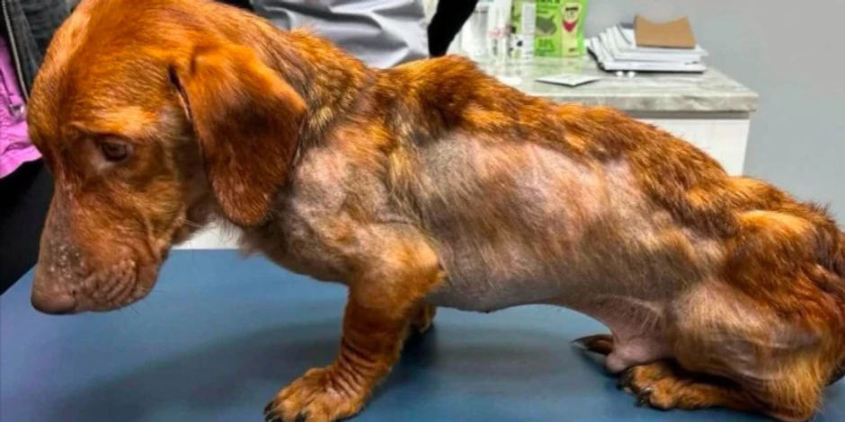 Izgladneo i izmučen pas