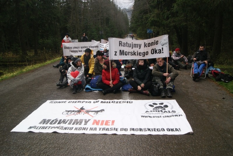 Fiakrzy rozpędzili protest obrońców zwierząt