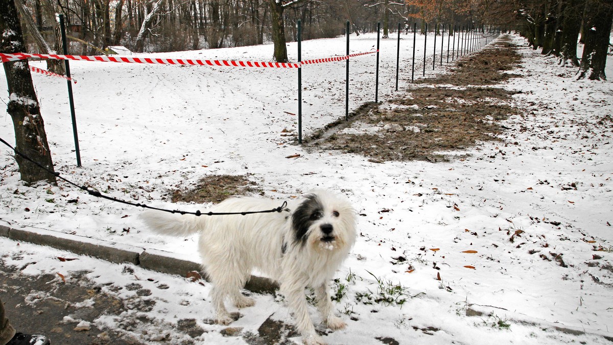 Towarzystwo Opieki Nad Zwierzętami zadba tej zimy o miejskie koty i ptaki zimujące w Elblągu. Karmiciele dostaną pieniądze na odpowiednią żywność i przygotowanie stanowisk, w których będzie ona wykładana.