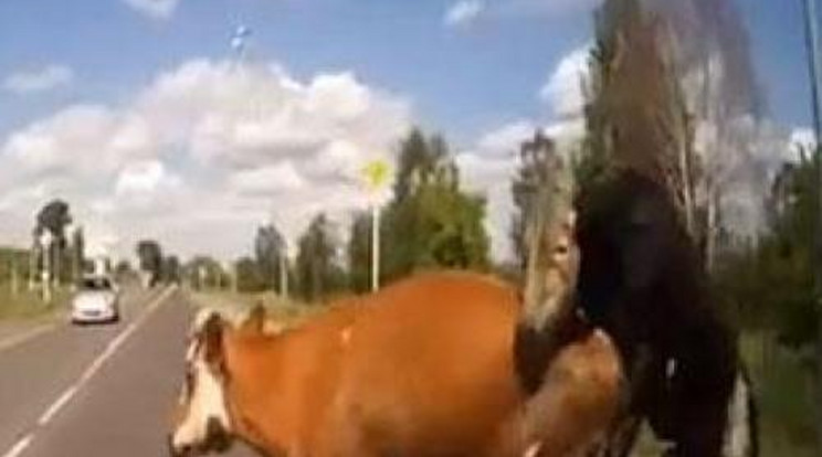 Párzó szarvasmarhákat ütött el autójával - videó