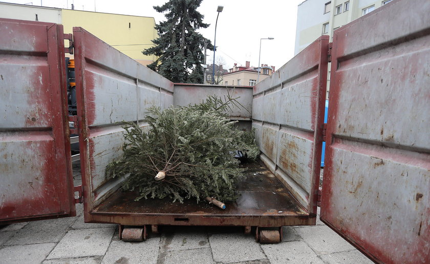 Rusza poświąteczna zbiórka choinek w Krakowie