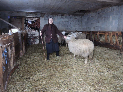 Starica najviše razgovara sa ovcama, kaže da je sve razumeju