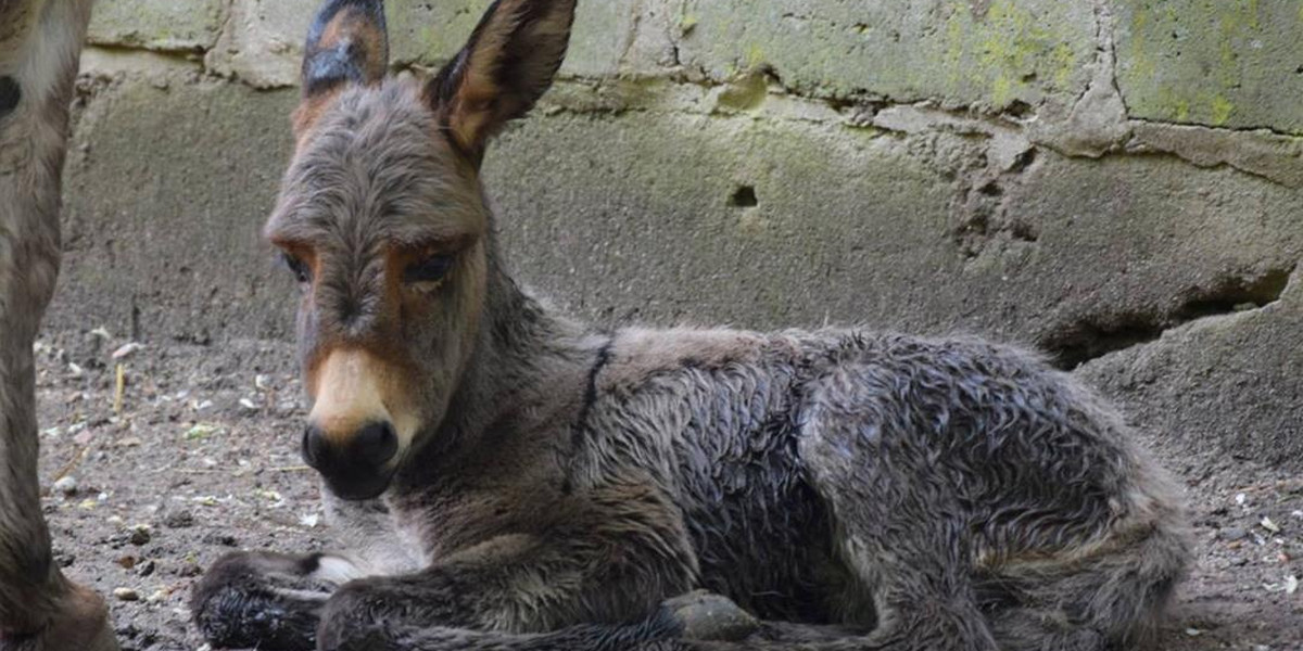 Osiołek urodził się w Starym Zoo w Poznaniu