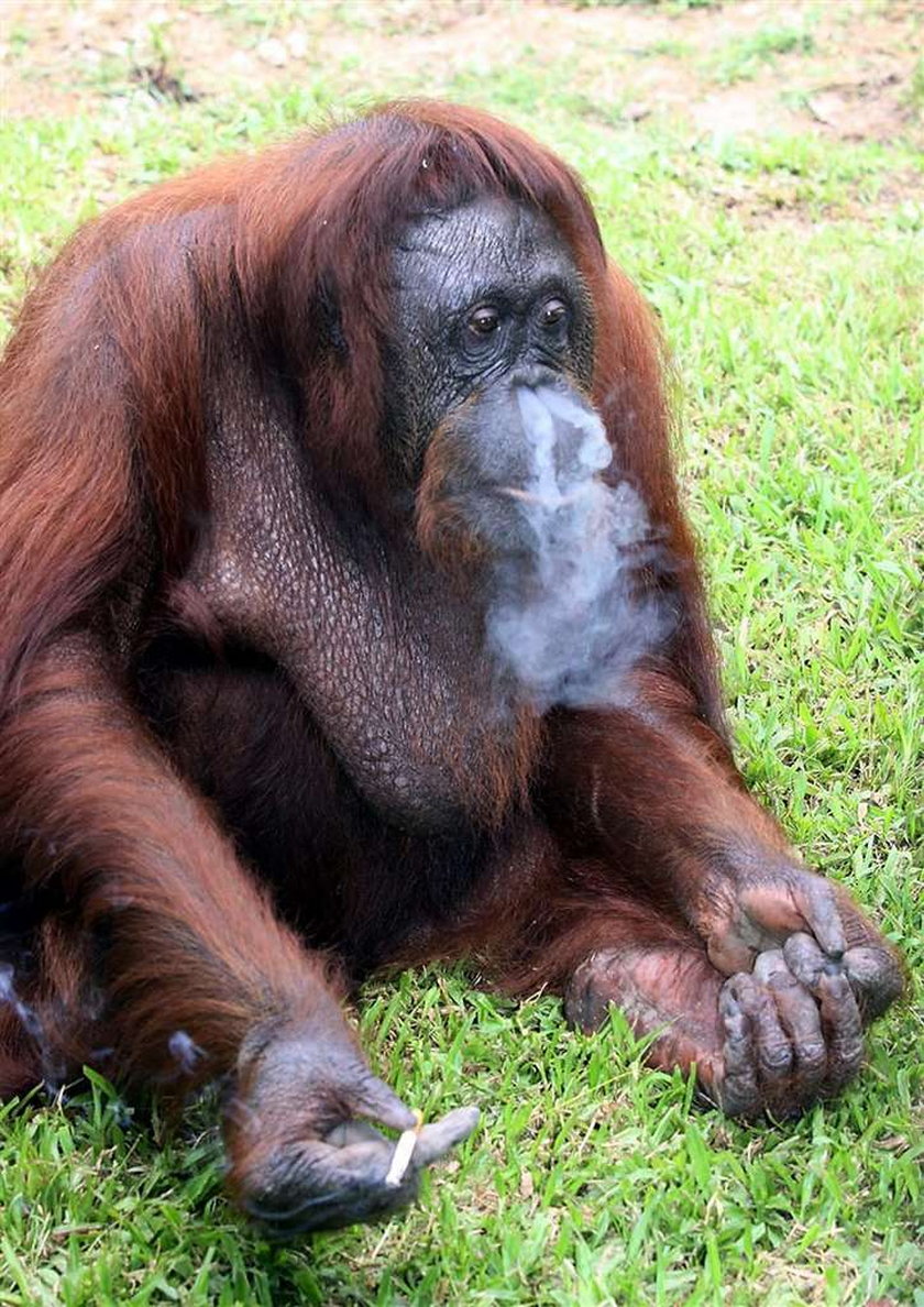 Orangutan musi rzucić palenie