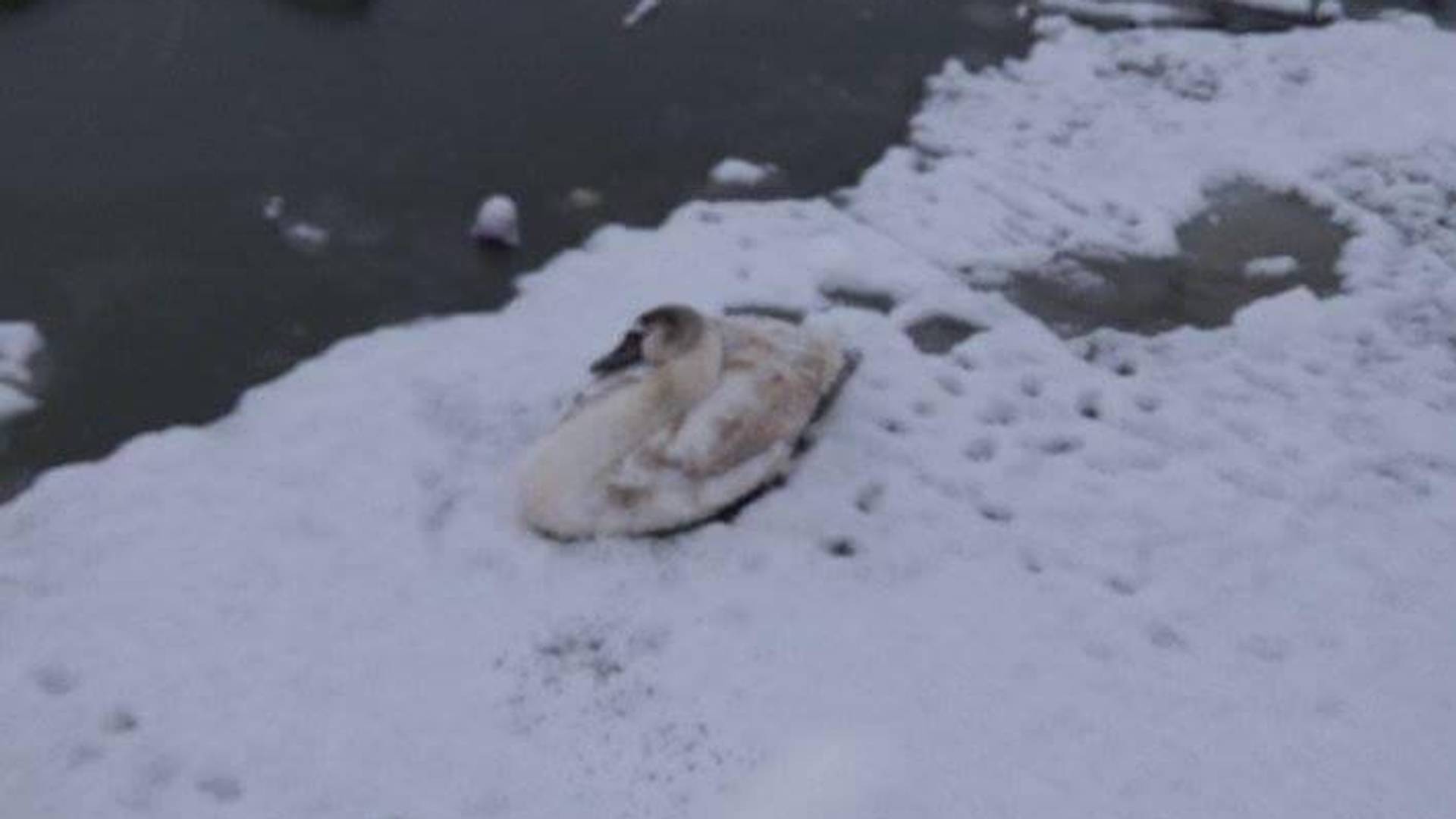 Beba labuda se danima smrzavala na Dorćolu - sad ima novi dom