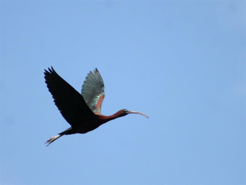 Crni Ibis