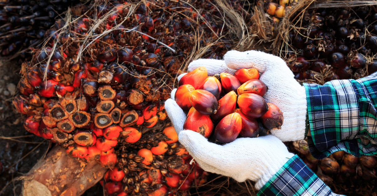 Olej palmowy (tłuszcz palmowy) – właściwości, zastosowanie, szkodliwość