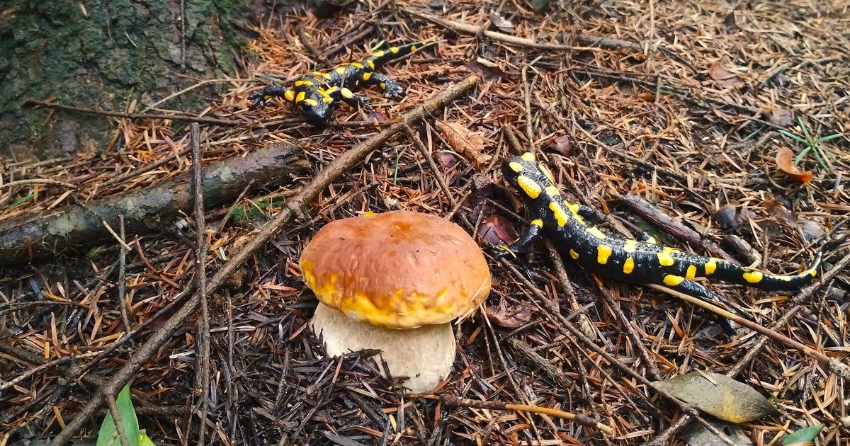 Dorodny prawdziwek w solidnej obstawie. Aż strach zbierać
