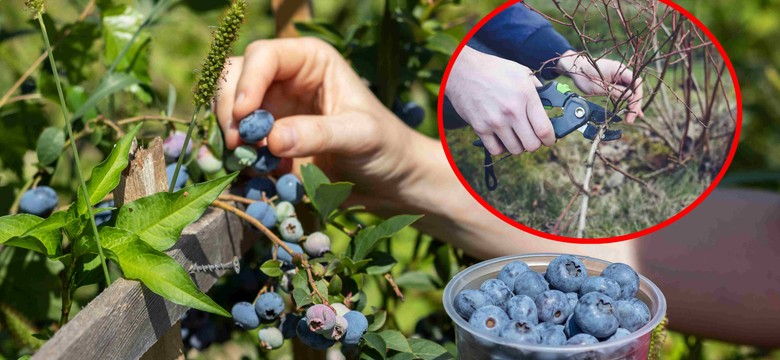 Borówka amerykańska jesienią. Zastosuj te 5 rad, a w przyszłym roku obsypie się owocami