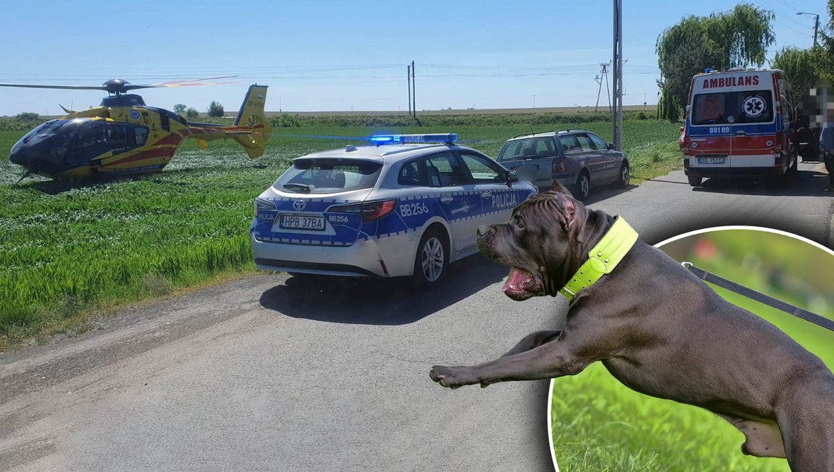 Psy zaatakowały kobietę pod Oleśnicą. Właściciel zwierząt ma zarzuty