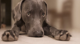 Ezért eszik meg az emberi ürüléket az aspeni kutyák?