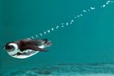 An African penguin swims in his pool at the Servion Zoo in Servion