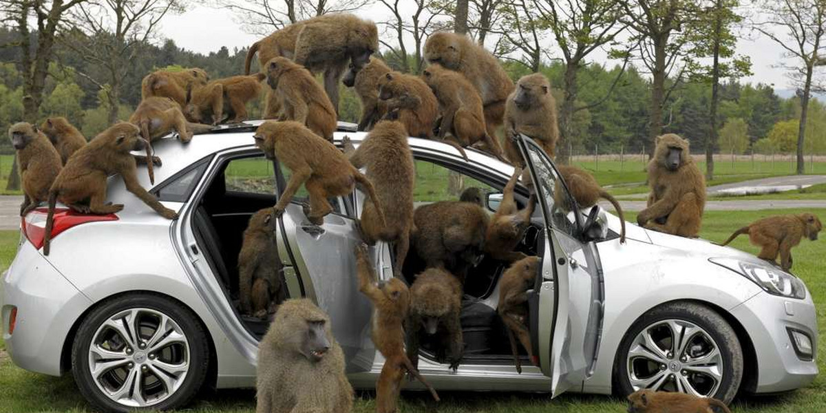 Małpy zaatakowały samochód