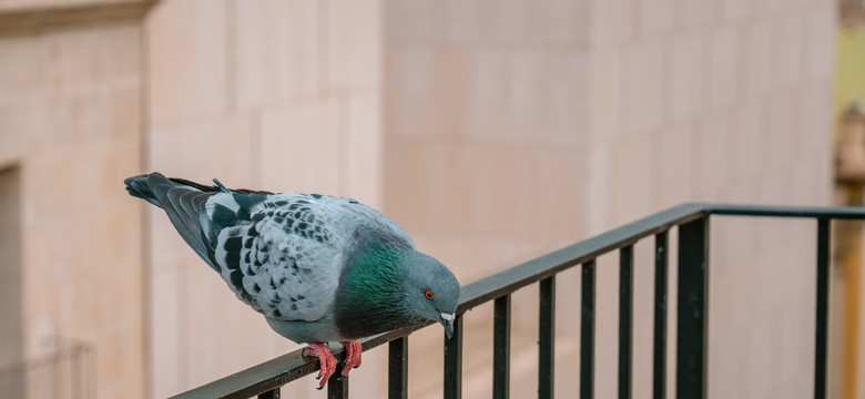 Jak przepędzić gołębie z balkonu? Istnieje kilka sposobów