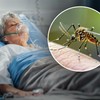 Dvoje obolelih u Srbiji, virus Zapadnog Nila se širi regionom
