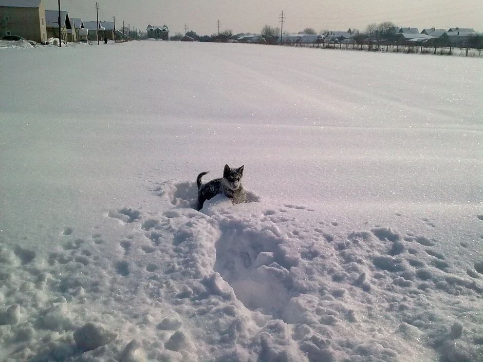 Sombor: Rea u njivi i odbija da izađe na put (Foto: Saša Radušin)