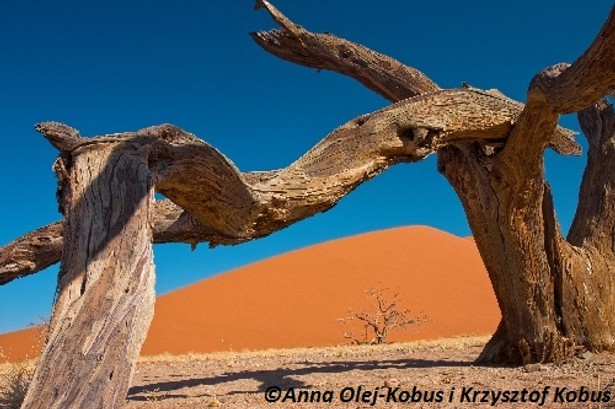 Brzemię Namibii: Afrykanie wiedzą jak walczyć o prawdę historyczną