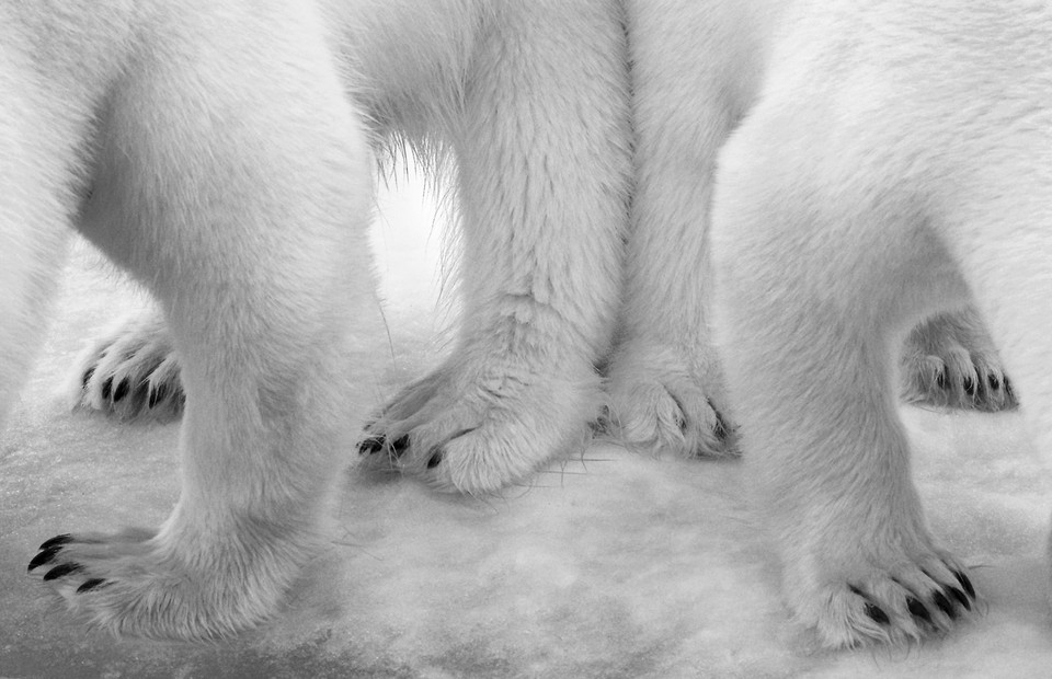 Zwyciężczyni kategorii Czerń i biel - "Polar pas de deux", Eilo Elvinger, Luksemburg