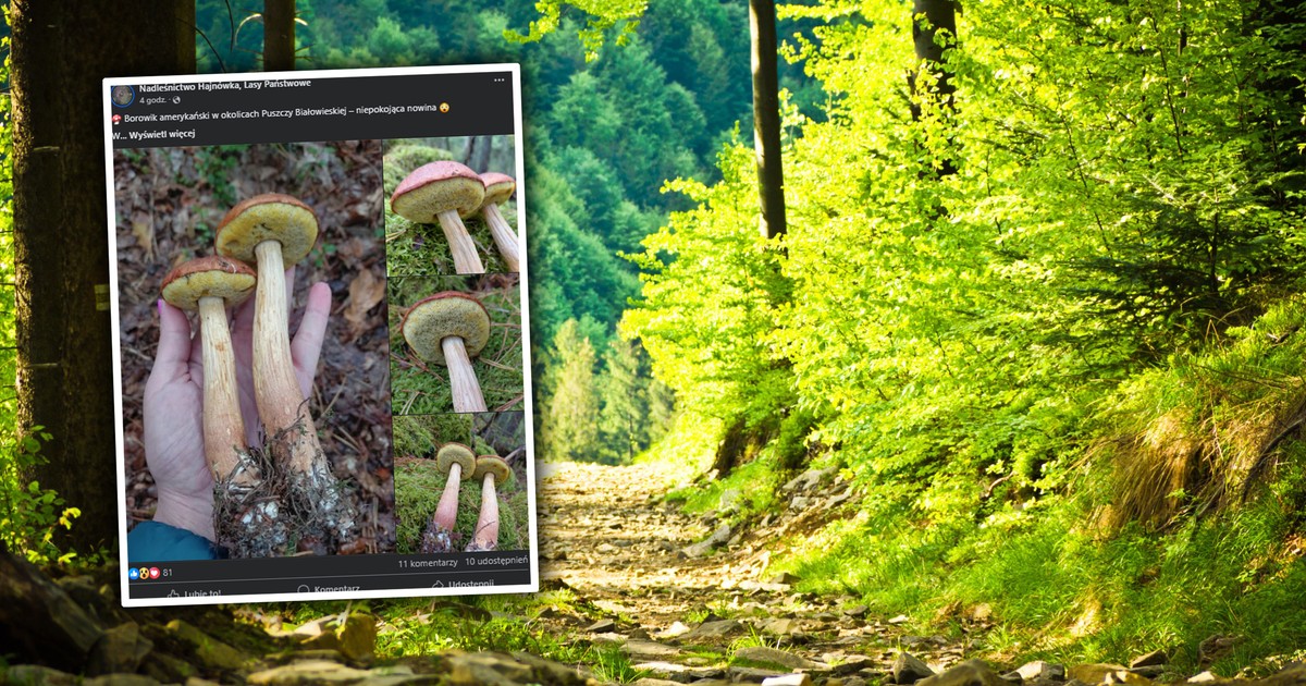Nowy gatunek grzyba pojawił się w kolejnym regionie Polski. Leśnicy alarmują: to nie jest dobra wiadomość