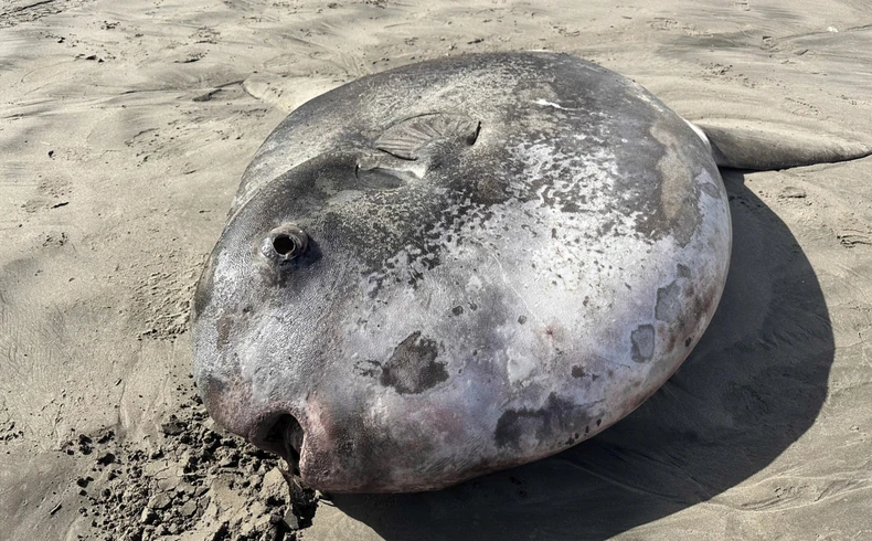 Retka riba na plaži u Oregonu