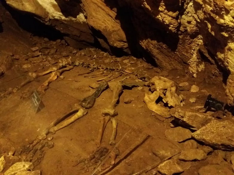 odnaleziony kompletny szkielet niedźwiedzia jaskiniowego