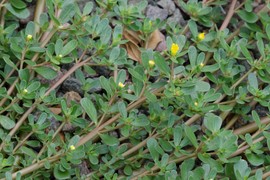 Ova zaboravljena čudesna biljka je zvezda TURSKE KUHINJE, a u Srbiji je mnogi gaze: Dragocena je za zdravlje i u kulinarstvu, a evo kako se koristi