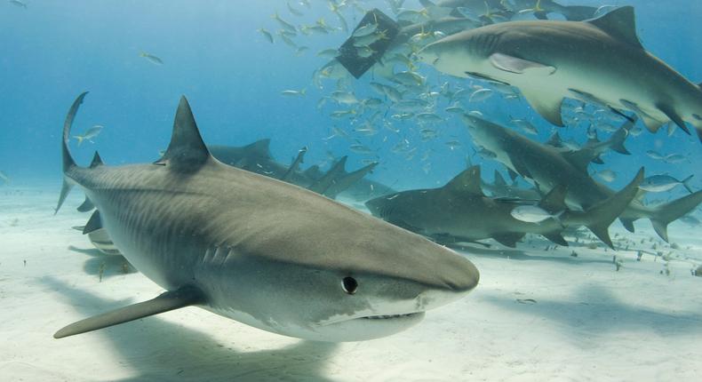 A tiger shark swims by the camera as lemon sharks frenzy for their share of food in the background. The actual sharks in the story are not pictured.NaluPhoto