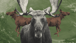 Polska prawie straciła łosia. Nadal jednak "wystawia" go na odstrzał