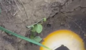 Pas upao u septičku jamu
