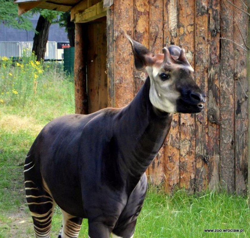 Dumne okapi w zoo