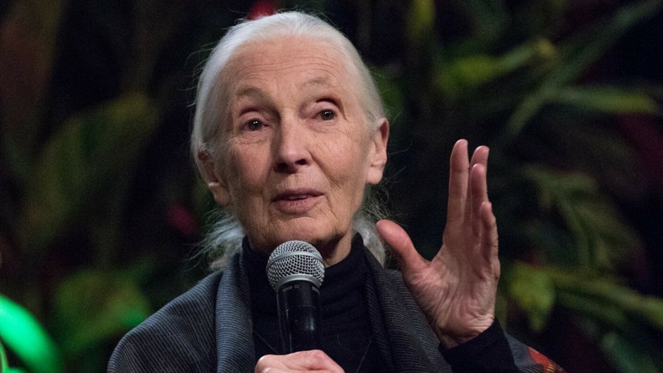 Jane Goodall wystąpiła w reklamie bielizny z bambusa 