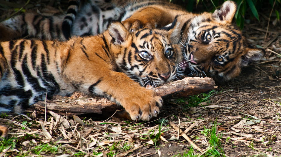 Tygrysy sumatrzańskie