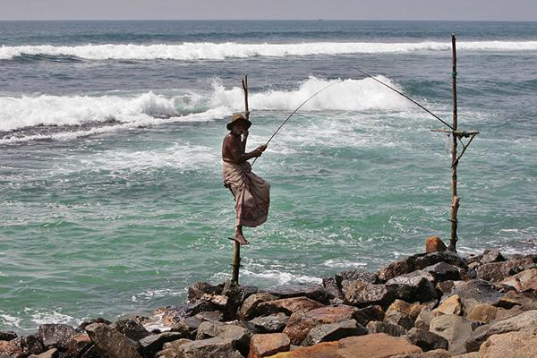 Galeria Sri Lanka - bogactwo fauny i flory, obrazek 29