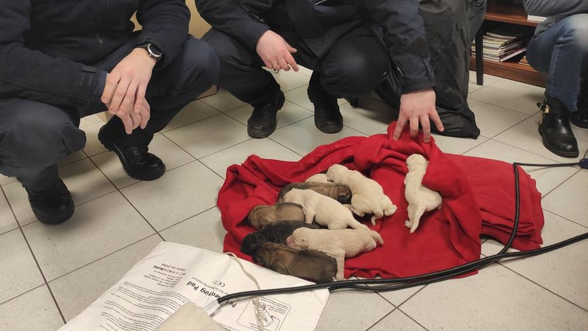 10 szczeniaków wyrzuconych na mróz trafi do adopcji. Urzędnicy uratowali im życie