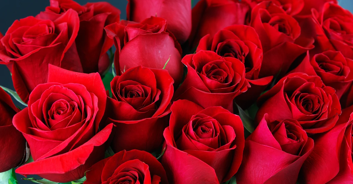 Kopczykowanie róż jesienią. Jak sadzić róże? Zrób to w październiku