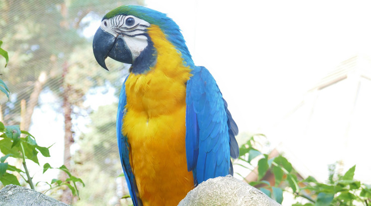 Gyönyörű sárga-kék ara papagáj / Fotó: Debreceni Állatkert