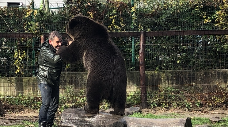 Horkai Zoltán állatkoordinátor gödöllői farmján gyakorta birkózik Mocmoccal, persze a medve vigyáz a gondozójára.