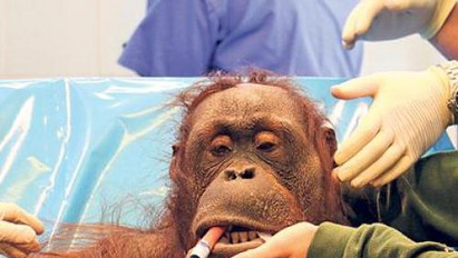 Emberorvosok műtötték az orangutánt