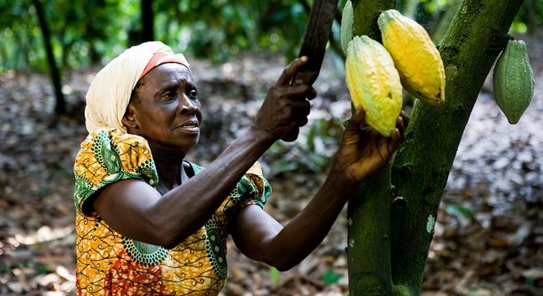 Cocoa farmers initial treatment grant raised to $192 (Ghc1000.00) per hectare 