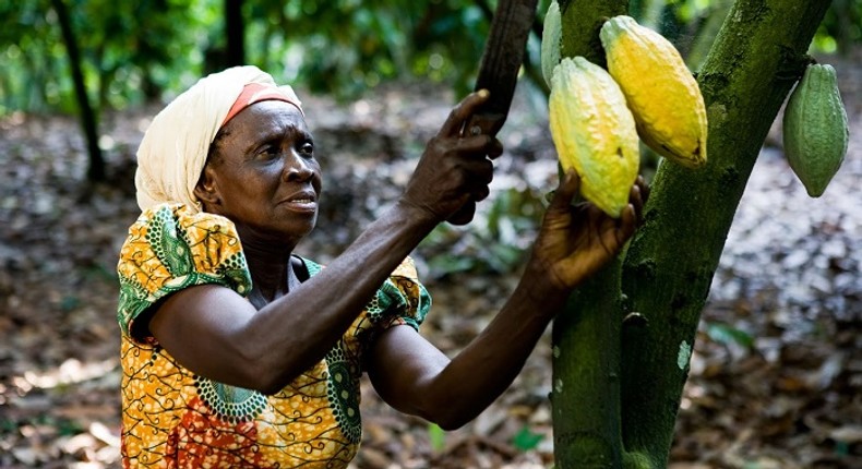 A cocoa farmer in Ghana