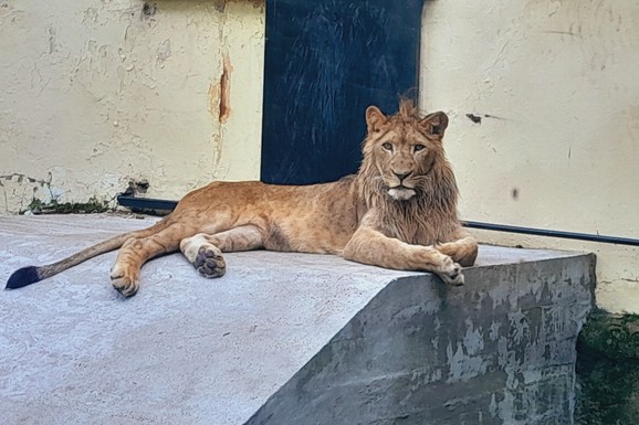 Direktorka Zoo vrta Palić odbacuje optužbe o pomoru životinja, opozicija je kritikuje