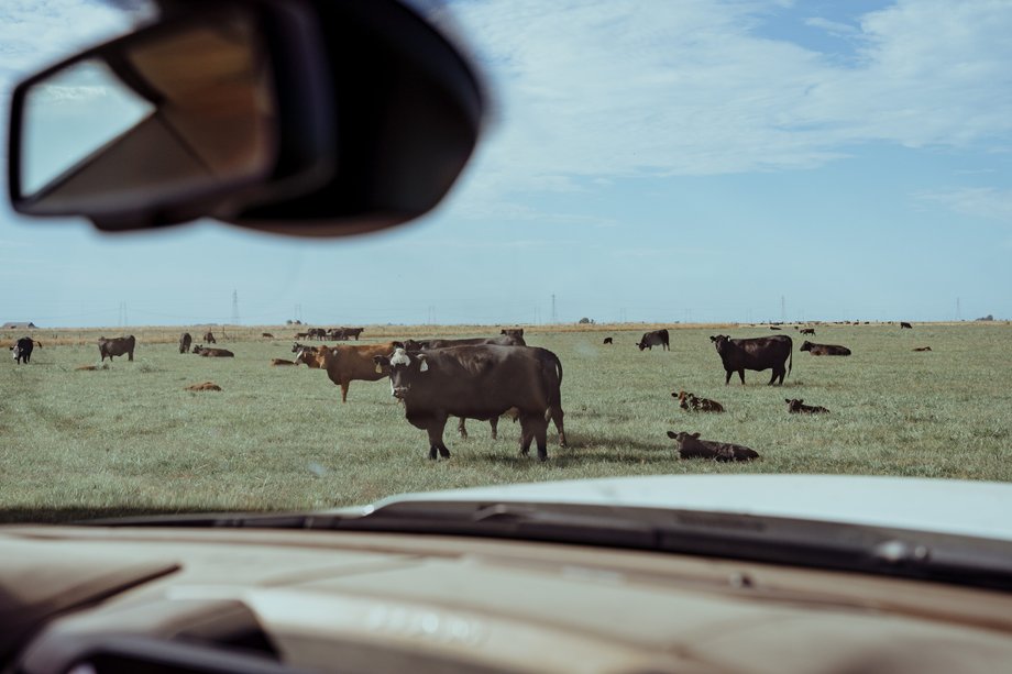 Krowy na specjalnie nawadnianych pastwiskach na ranczu Yolo Land & Cattle Co.