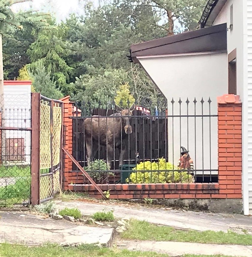 Łoś wpakował się na posesję przy ul. Leśnej w Sosnowcu