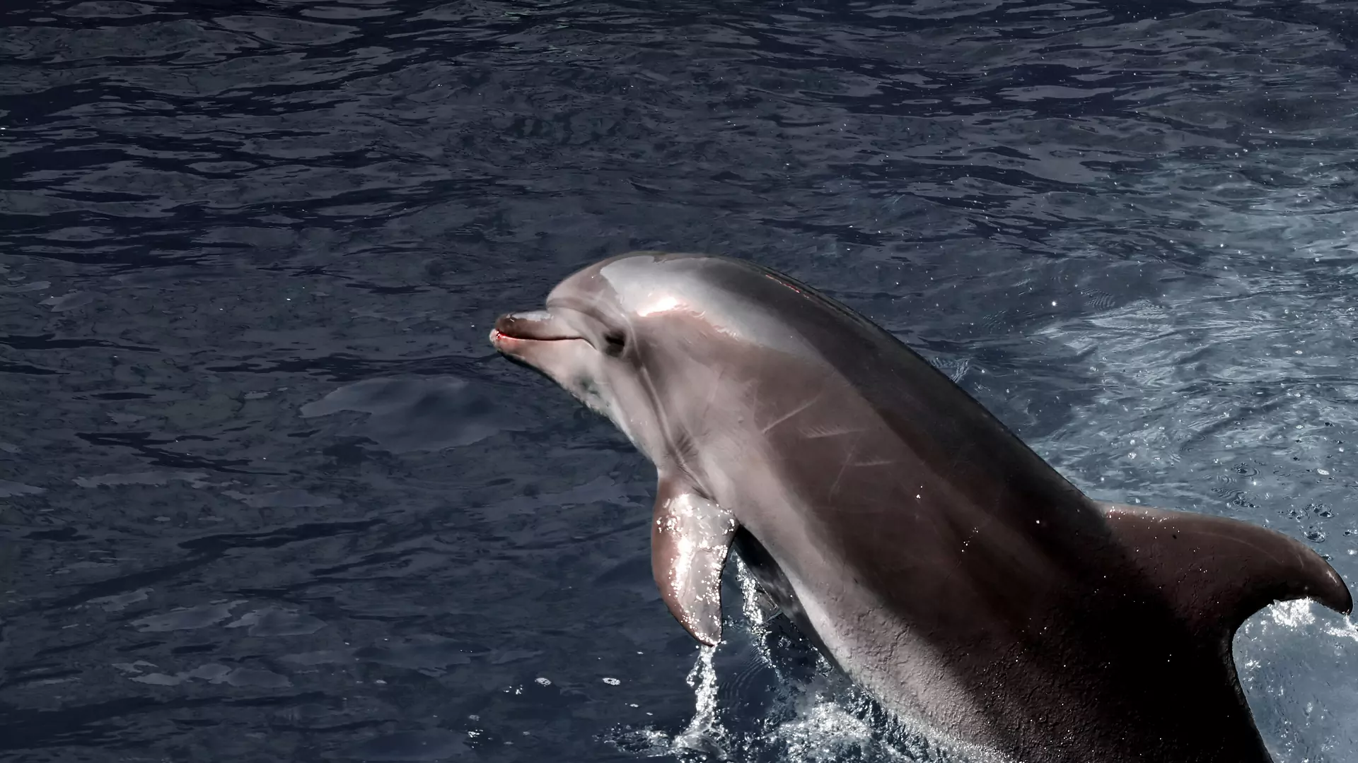 Ile delfinów padło z powodu agresji Rosji na Ukrainę? Biolog szacuje