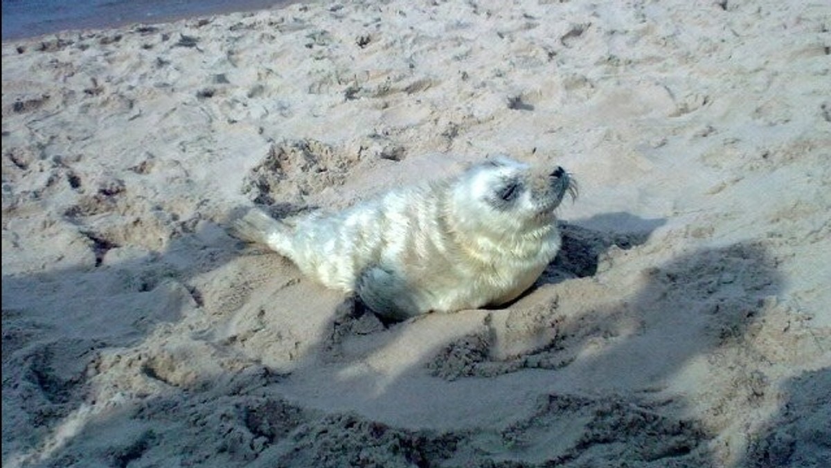 Nie udało się uratować foki szarej znalezionej na plaży w Mielnie - poinformował w poniedziałek PAP Mikołaj Zybała ze Stacji Morskiej Instytutu Oceanografii Uniwersytetu Gdańskiego w Helu.