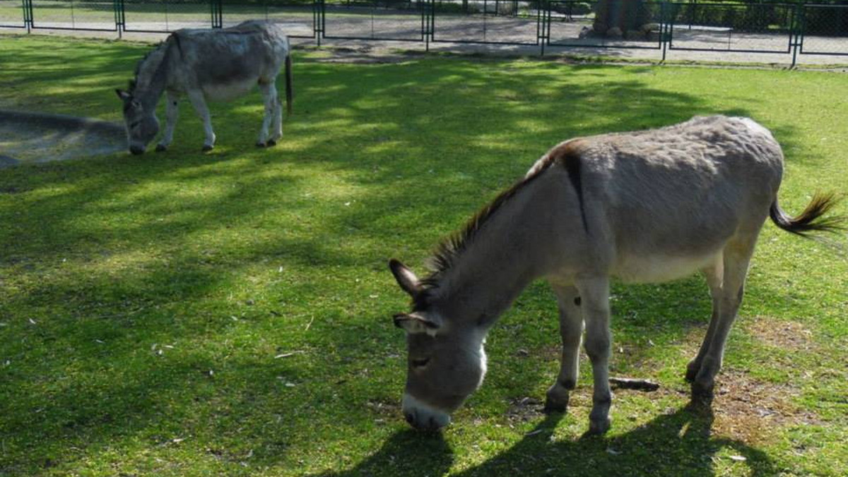 W ramach wymiany zwierząt niedawno urodzony osiołek w poznańskim Starym ZOO trafił do wrocławskiego ogrodu zoologicznego. Wbrew doniesieniom oficjalnej strony Urzędu Miasta Wrocławia i niektórych mediów, nie jest to osiołek słynnej pary rozdzielonej przez radną PiS.