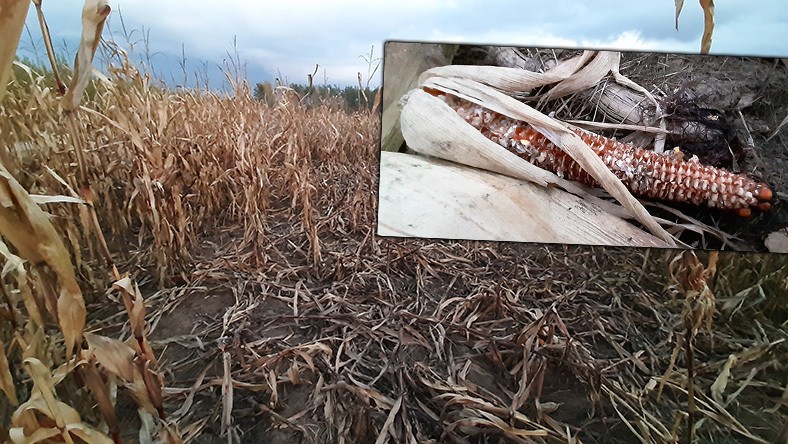 Wydeptane pole kukurydzy i objedzone kolby w rejonie strefy stanu wyjątkowego. 