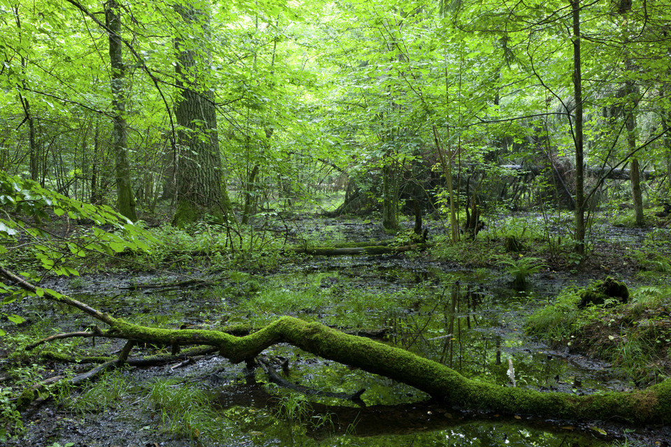 Puszcza Białowieska, Polska/Białoruś