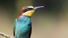 Jak dobrze znasz mieszkające w Polsce ptaki? QUIZ dla ornitologów-amatorów