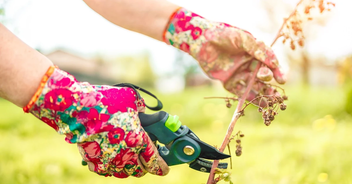 Kiedy przycinać maliny? Jak obcinać, aby obficie owocowały [PORADNIK]